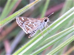 Taractrocera maevius