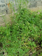 Erigeron canadensis