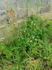 Erigeron canadensis