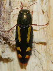 Buprestis rufipes