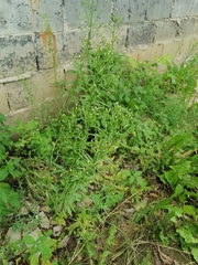 Erigeron canadensis