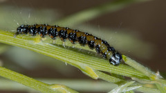 Uresiphita ornithopteralis