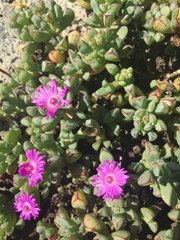 Oscularia steenbergensis