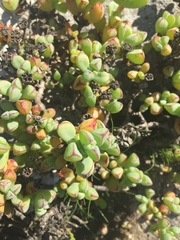 Oscularia steenbergensis