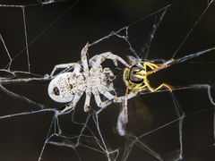 Stegodyphus lineatus