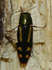 Buprestis rufipes