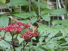 Cupha erymanthis lotis