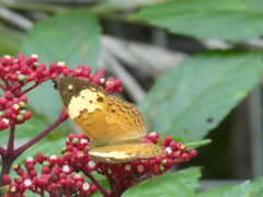 Cupha erymanthis lotis