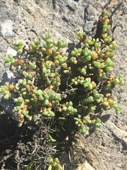 Oscularia steenbergensis