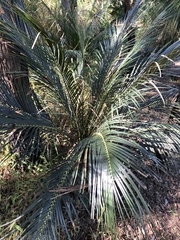Macrozamia miquelii