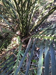 Macrozamia miquelii