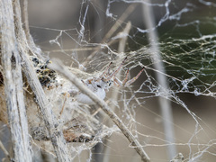 Stegodyphus lineatus