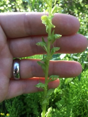 Platanthera sparsiflora