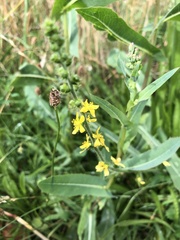Agrimonia eupatoria