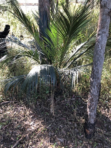 Macrozamia miquelii (Macrozamia miquelii)