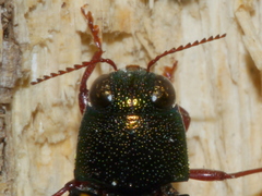 Buprestis rufipes