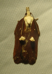 Acleris cristana