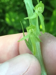 Platanthera sparsiflora