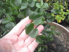 Dioscorea elephantipes