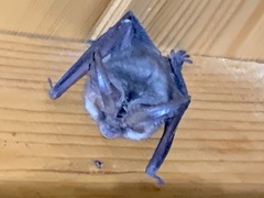 Plecotus macrobullaris