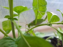 Leptophyes laticauda