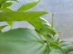 Leptophyes laticauda