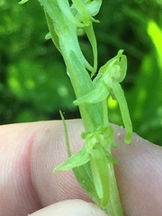 Platanthera sparsiflora