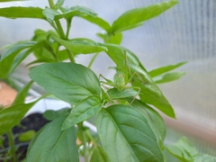 Leptophyes laticauda