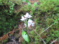 Galearis rotundifolia