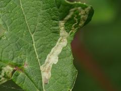 Phytomyza lappivora