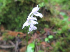 Galearis rotundifolia