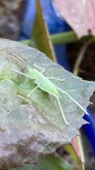 Meconema meridionale