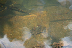 Potamoidea