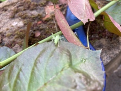 Meconema meridionale