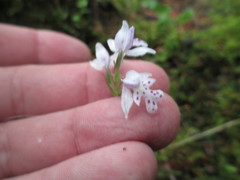 Galearis rotundifolia