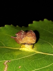 Pemphigus populinigrae