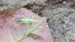 Meconema meridionale