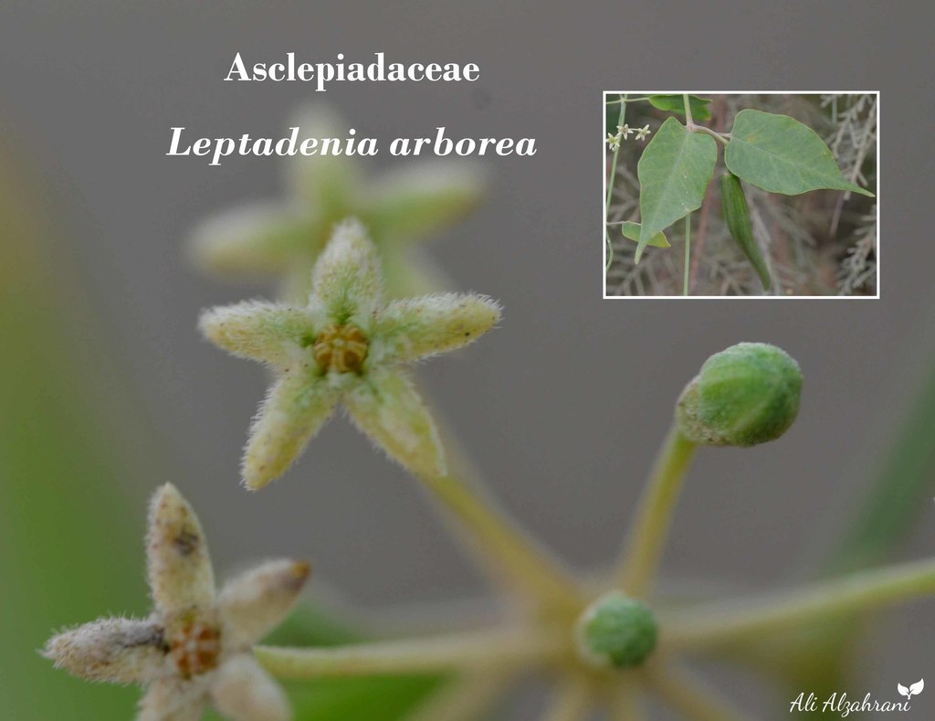 Leptadenia arborea