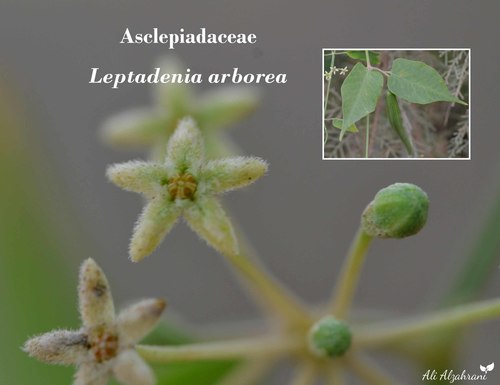 Leptadenia arborea