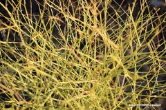 Pimpinella villosa