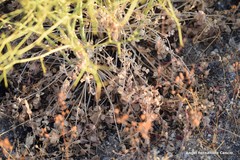 Pimpinella villosa
