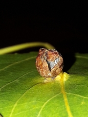 Pemphigus populinigrae