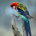 Rosellas - Photo (c) Michael Hains, some rights reserved (CC BY-NC), uploaded by Michael Hains