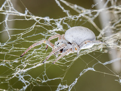 Stegodyphus lineatus