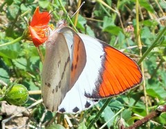 Colotis danae eupompe