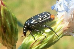 Oxythyrea