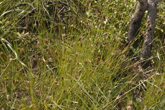 Ptilothrix deusta