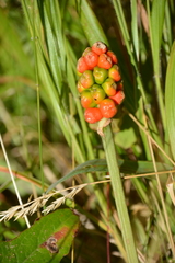 Arum cylindraceum