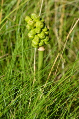 Arum cylindraceum