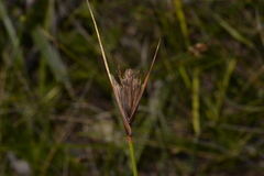 Ptilothrix deusta